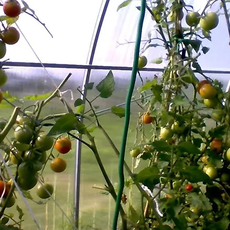 Lilac Manor 4* Σλίγκο