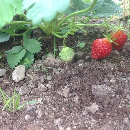 Lilac Manor Σλίγκο