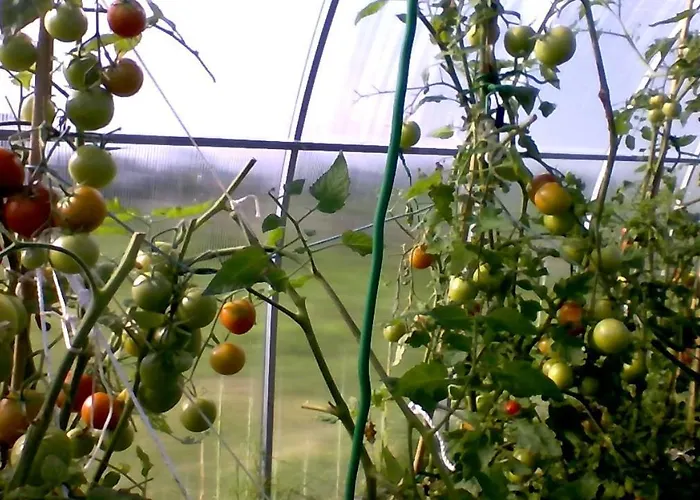 Lilac Manor 4* Sligo